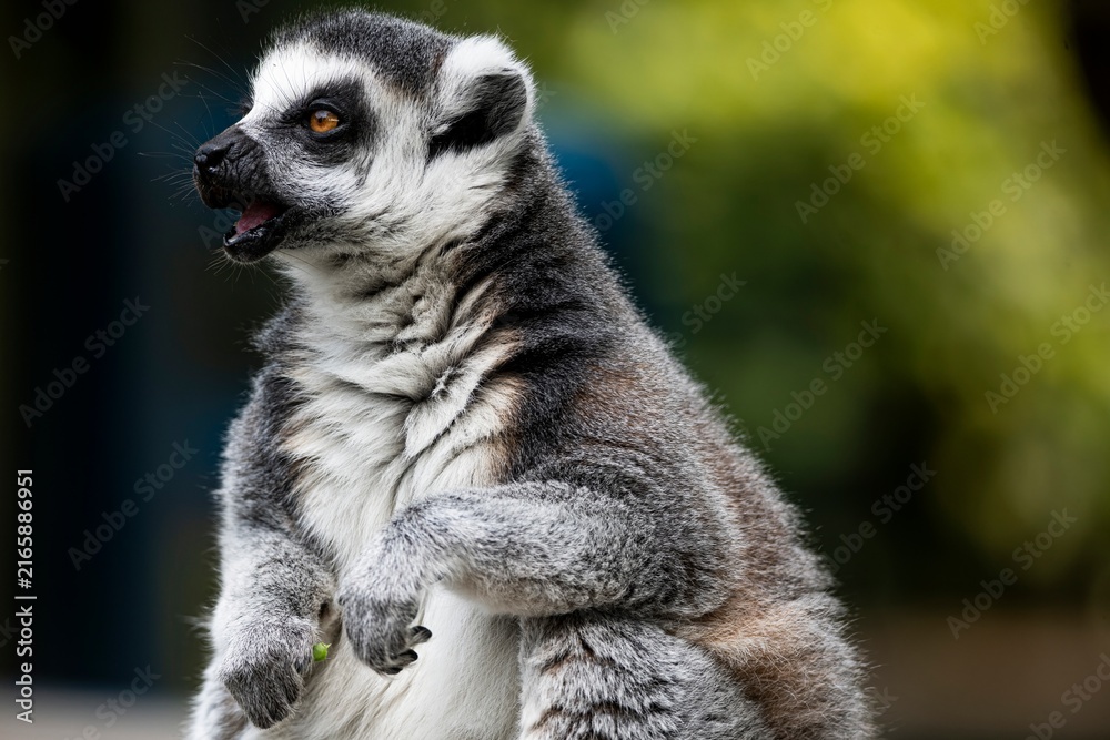 Fototapeta premium A Ring-Tailed Lemur (Lemur catta).