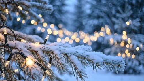 Winter Snow Covered Pine Tree Branches with Twinkling Lights.