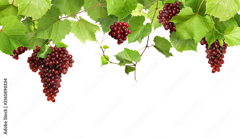Fototapeta premium Grapes and green leaves on grapevine against transparent background