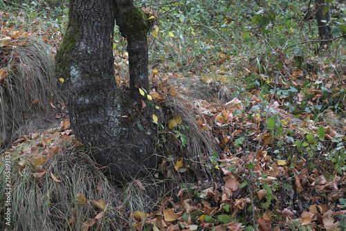 Cuadro en lienzo Feuilles mortes
