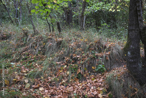 Cuadro en lienzo Feuilles mortes