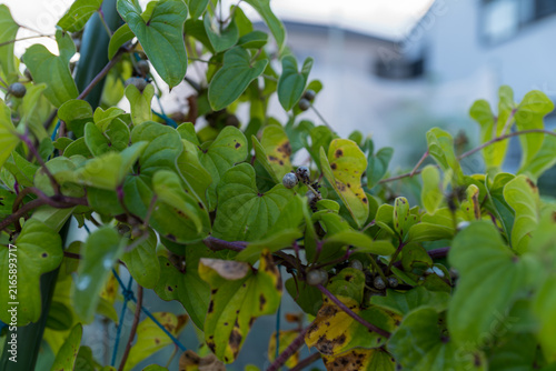 Foto 緑の葉と枯れ葉が混在するつる植物のクローズアップ