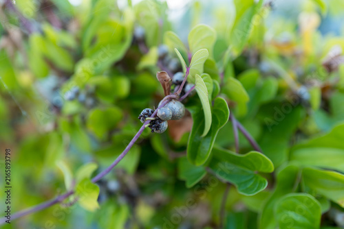 Bild auf Leinwand 緑の葉と枯れ葉が混在するつる植物のクローズアップ