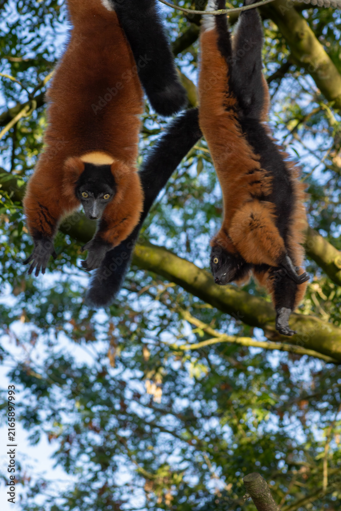 Naklejka premium Two red ruffed lemurs hanging upside down in a tree.