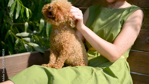girl petting a small dog on her lap. Young girl with small attentive dog, teenager sitting maltipoo on bench.