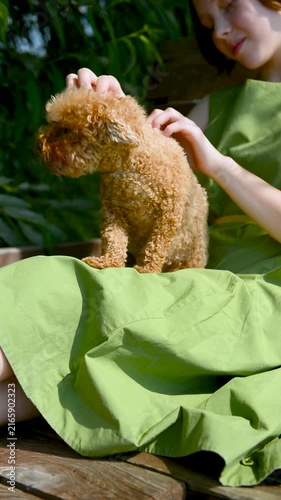 girl petting a small dog on her lap. Young girl with small attentive dog, teenager sitting maltipoo on bench.