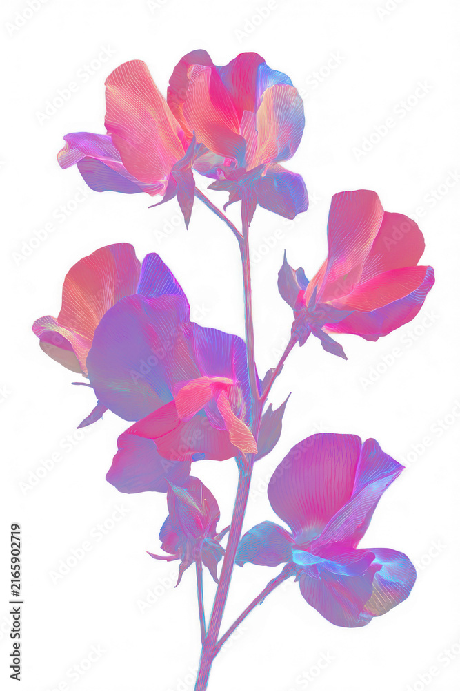 Obraz premium Pink and purple sweet pea flowers PNG on transparent background