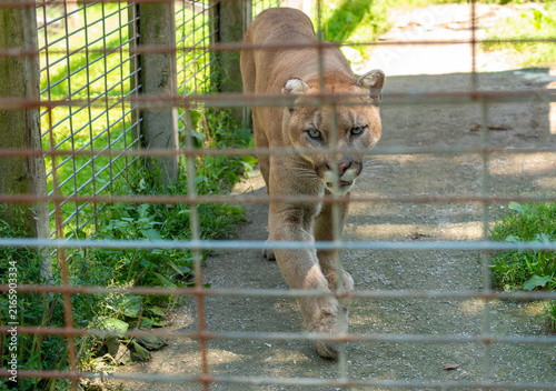 Obraz na plátně A Cougar prowls its enclosure at a Roadside Zoo