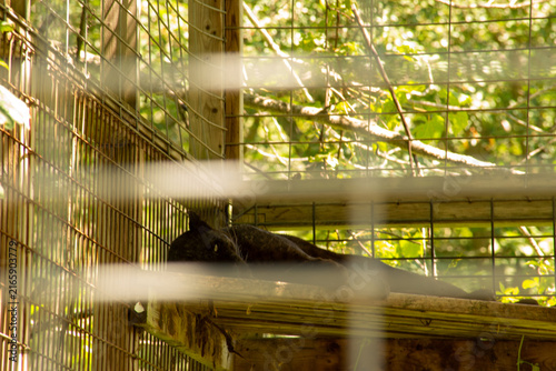 Photography A Black Leopard sleeps with one eye open in its enclosure at a Roadside Zoo