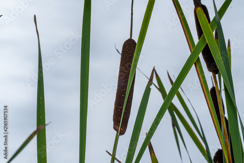 reeds in the water