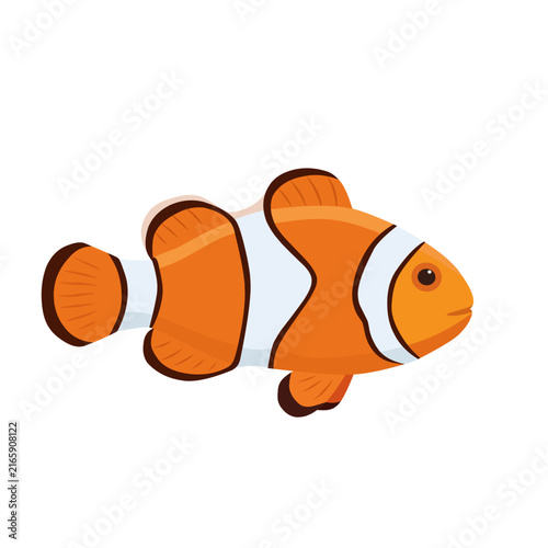Obraz na plátne Colorful orange clownfish with white stripes swimming sideways, isolated on a wh