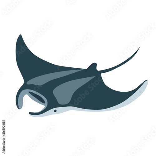 Fotografie Elegant manta ray with broad wing-like fins swimming underwater, isolated on whi