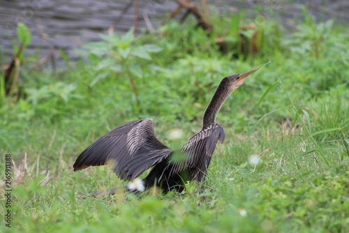 Foto Anhinga bird standing in a grass