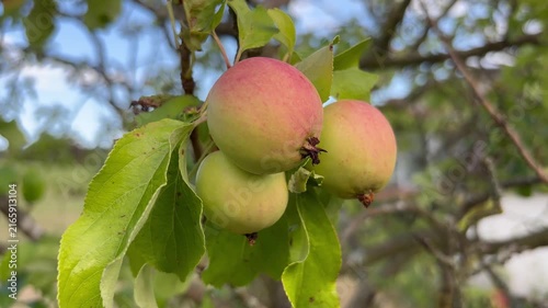 drei grün-rote Äpfel am Apfelbaum bewegen sich im Wind