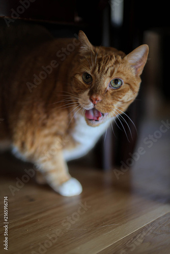 Canvas Print Orange and white cat meowing while walking indoors