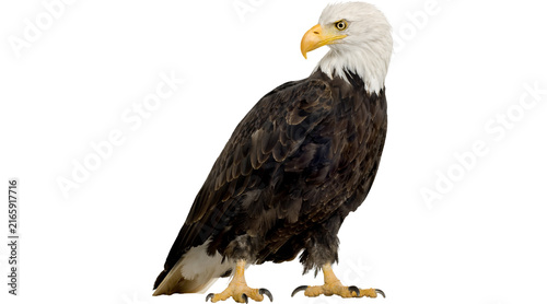 bald eagle, American eagle, bald eagle PNG, eagle PNG, eagle bird, standing eagle, eagle image, eagle picture, png