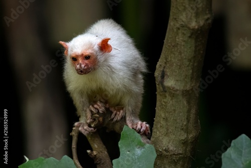 Foto A Silvery Marmoset (Mico argentatus) in a tree.