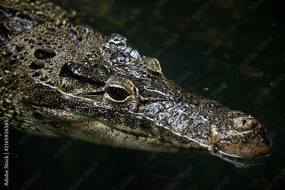 Obraz premium A Cuban Crocodile (Crocodylus rhombifer) gliding through dark water.