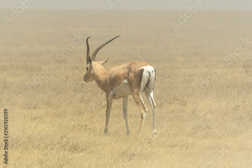 Photography Thomson's gazelle standing in the Serengeti savanna in Tanzania