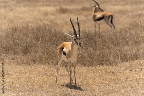 Photography Thomson's gazelle standing in the Serengeti savanna in Tanzania