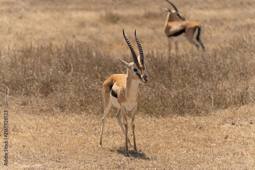 Photography Thomson's gazelle standing in the Serengeti savanna in Tanzania