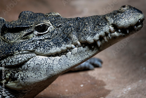 Photography A Cuban Crocodile (Crocodylus rhombifer) basking in the sun.