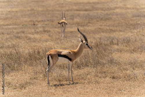 Canvas Print Thomson's gazelle standing in the Serengeti savanna in Tanzania