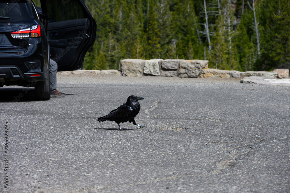 Naklejka premium Conservation scientific research project with Common Raven, Corvus corax, solar powered GPS tracking unit backpack on bird to monitor movement, Yellowstone National Park 