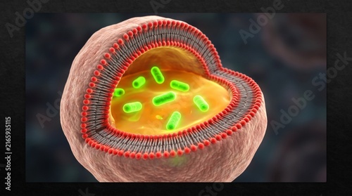 Microscopic 3D view of green bacteria inside a cell membrane