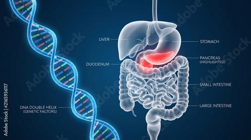 Human digestive system anatomy with DNA helix and highlighted stomach