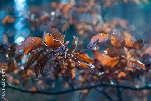 Deep Orange Autumn Leaves in Dark Woodland with Blue Bokeh Background