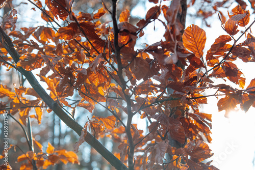 Sun Flare Shining Through Rich Brown Autumn Beech Leaves