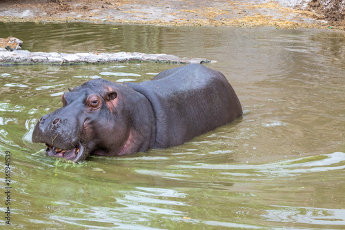 Foto A large hippopotamus partially submerged in murky green water at Africam Safari Puebla zoo