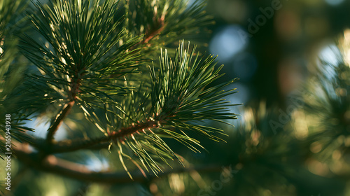 The pine needles in close-up with a disengaged background.