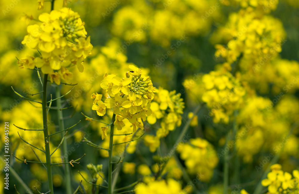 Obraz premium field of yellow flowers