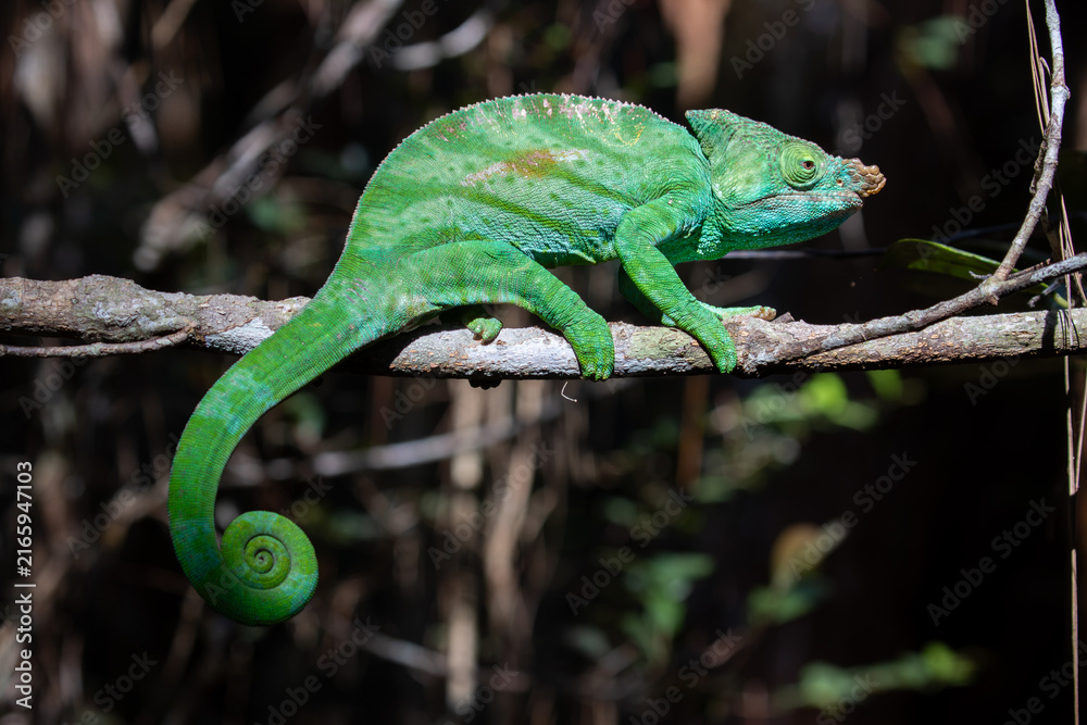Fototapeta premium Vivid Green Chameleon with Coiled Tail Walking on Branch in Dark Forest