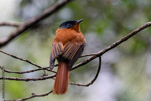 Fotografie Madagascar Paradise Flycatcher with Black Head and Rufous Plumage Perched on Bra