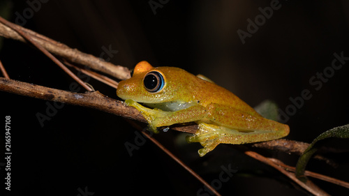 Quadro su tela Yellow Orange Tree Frog with Large Eyes Perched on Branch at Night Madagascar