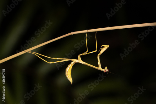 Foto Stick Insect Hanging Upside Down from Grass Stem at Night Madagascar