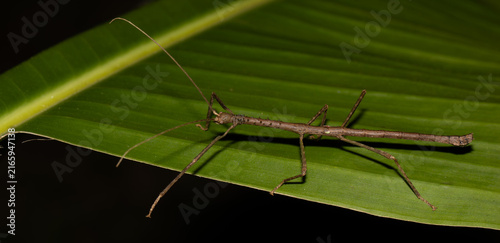 Quadro su tela Brown Stick Insect Resting on Large Green Leaf at Night Madagascar Macro