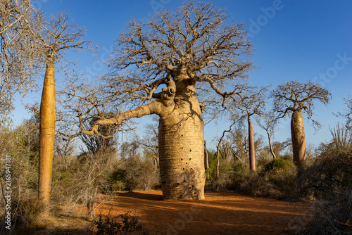 Ancient Massive Baobab Tree with Gnarled Trunk in Madagascar Dry Forest