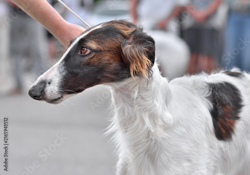 Obraz na płótnie Borzoi dog at a competition