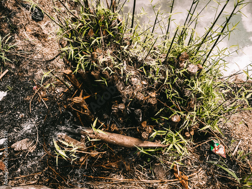 фотографія New Green Shoots Growing from a Burnt Bamboo Stump