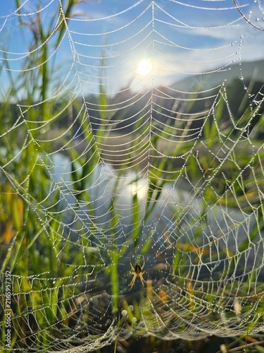 Obraz na płótnie Sunlight glints off dew on a spider's web