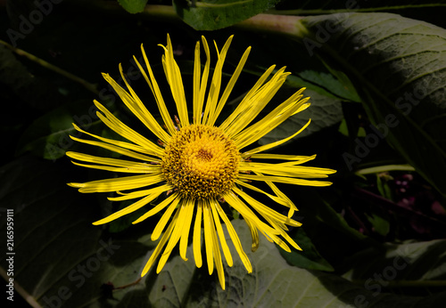 Single Elecampane Flower