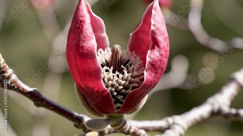 Macro time lapse of deep magenta magnolia bud blooming under natural sunlight on branch