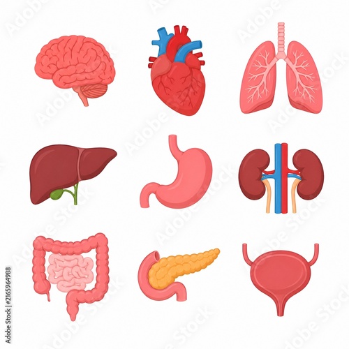 Colorful Human Internal Organs Anatomy Medical Illustration Set