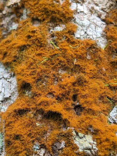 Close up texture mosses and lichens growing on tree bark, showing biodiversity and natural ecological succession 