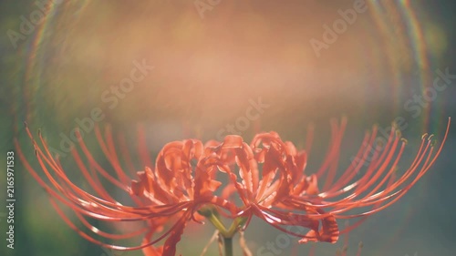Backlit red spider lilies in Japanese autumn with a nostalgic negative film look