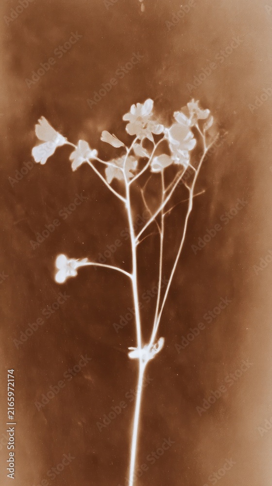 Fototapeta premium Sepia-toned floral silhouette, elegant and minimal, perfect for mobile wallpaper.